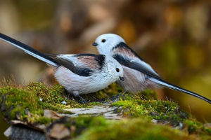 Довгохвильовий тит - як відрізнити чоловіків з жінок? Довгохвильовий тит - як відрізнити чоловіків з жінок?